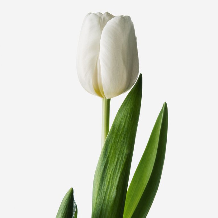 Тюльпан білий