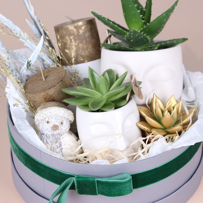 Подарочный набор с растениями и свечами "Практичный"