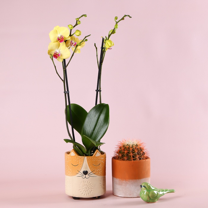 Подарунковий сет "Милий дует"