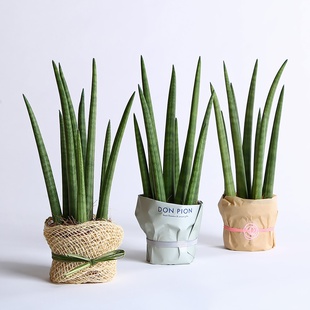 Сансевиерия в горшке, S