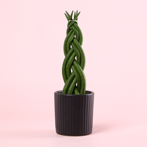 Сансевієрія в горшку, S