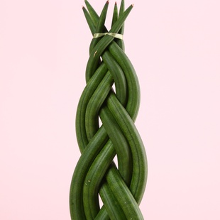 Сансевієрія в горшку, S