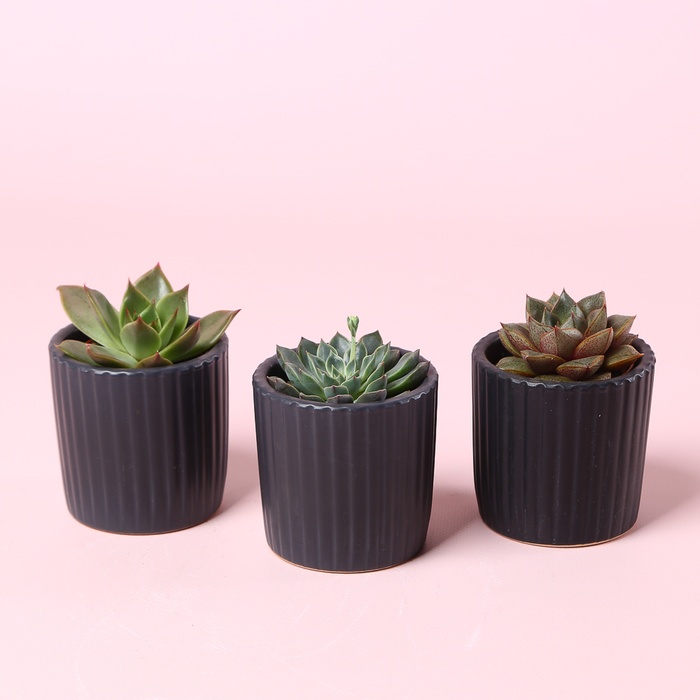 Ечіверія в горшку, S