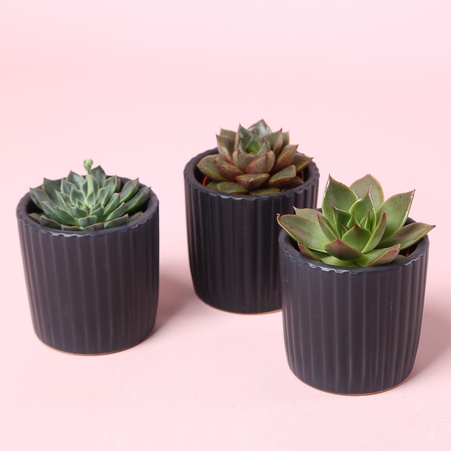 Ечіверія в горшку, S