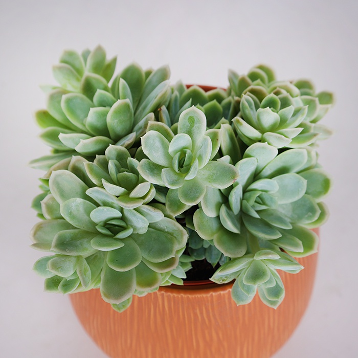 Суккулент в горшке