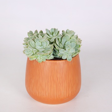 Сукулент в горшку
