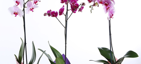 Акция на орхидеи