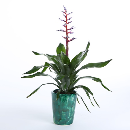 Эхмея в горшке