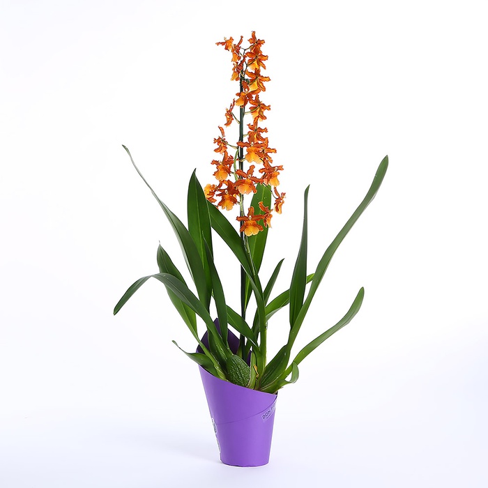 Орхидея Камбрия в горшке