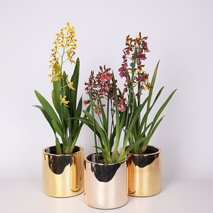 Орхидея Камбрия в горшке