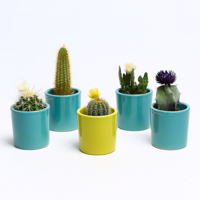 Кактус у кашпо