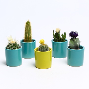 Кактус у кашпо