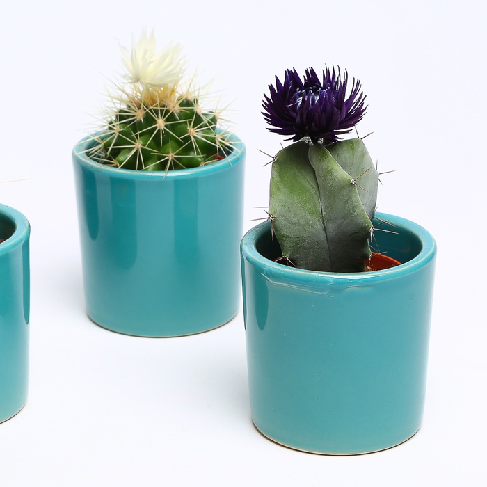 Кактус у кашпо