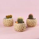 Кактус в кашпо мікс