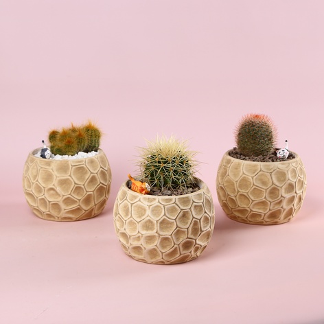 Кактус в кашпо мікс