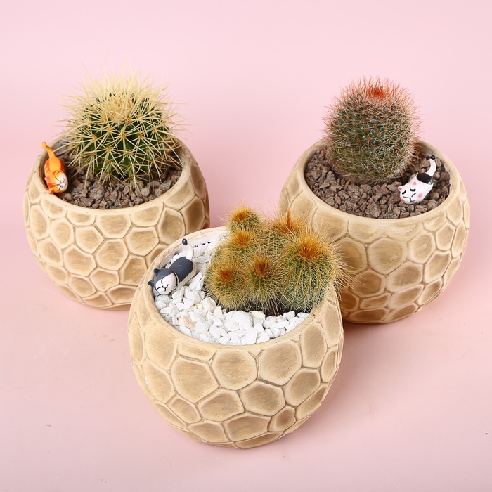 Кактус в кашпо мікс