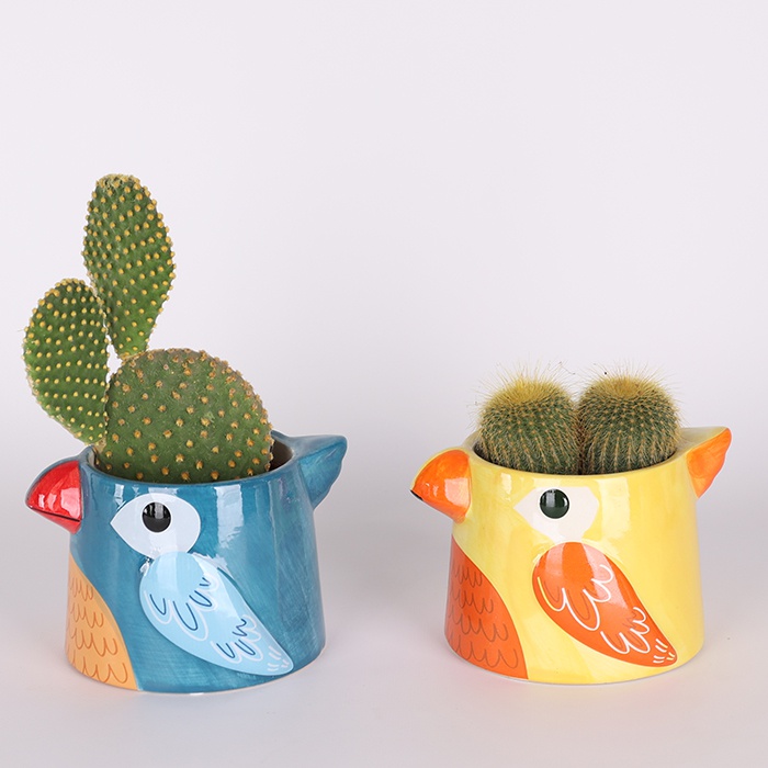 Кактус в кашпо микс