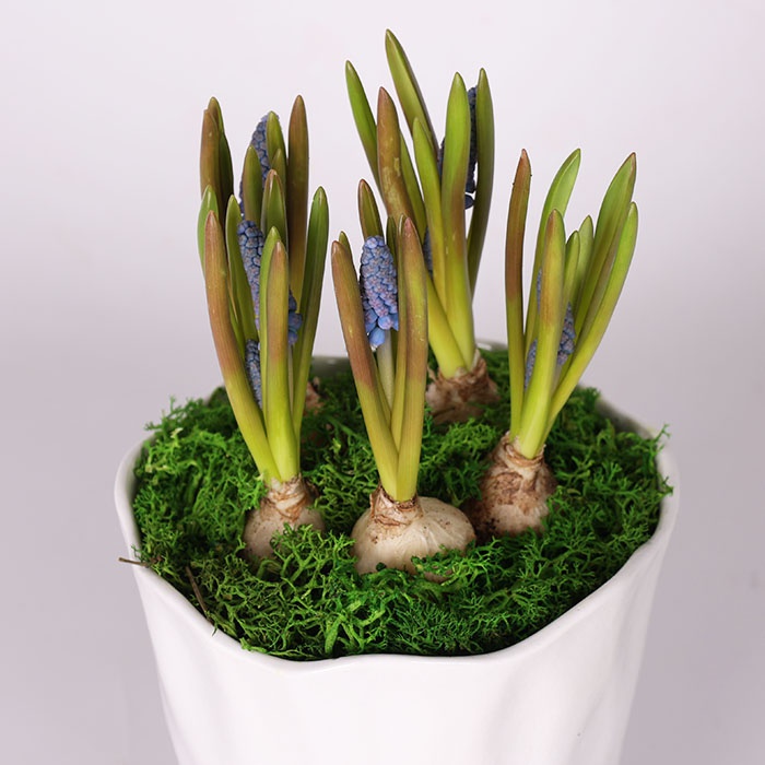 Мускари в кашпо