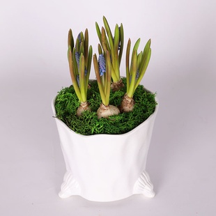 Мускарі в кашпо