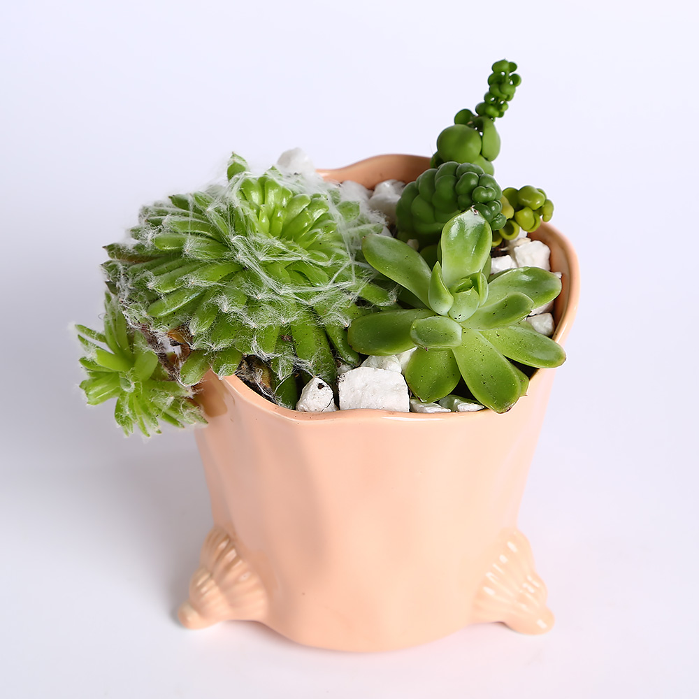 Суккуленты в розовом кашпо - заказать и купить комнатные растения с ...