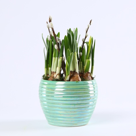 Композиция из нарциссов в кашпо