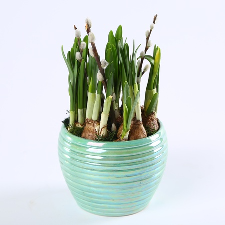 Композиция из нарциссов в кашпо