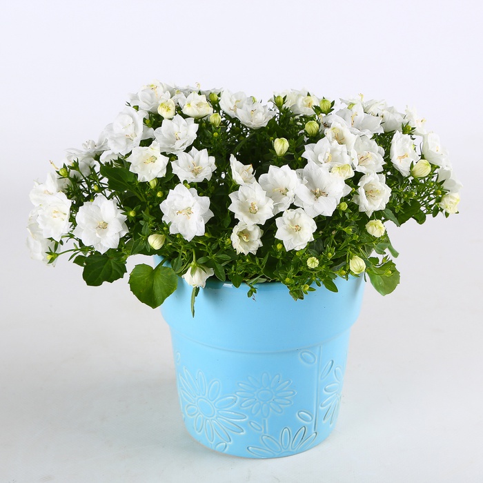 Кампанула в горщику