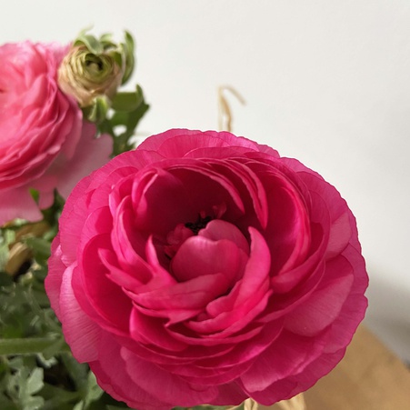 Ранункулюс в кашпо