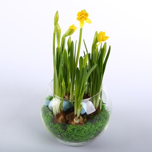 Нарцис у вазі куля