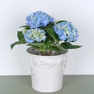 Гортензія мікс в горшку