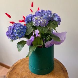 Гортензія мікс в коробці