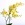 Орхідея Онцидіум в горшку