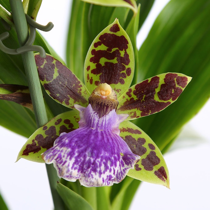 Орхидея Зигопеталумв горшке