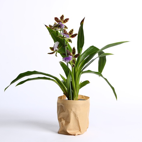 Орхидея Зигопеталум в горшке