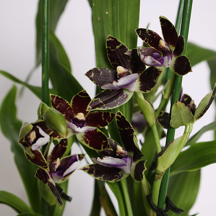 Орхідея Зігопеталум в горшку