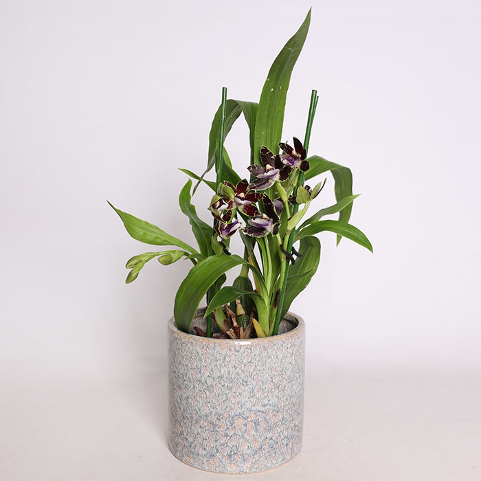 Орхідея Зігопеталум в горшку