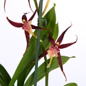 Орхидея Брассия в горшке