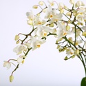 Орхидея мелкоцветная в горшке