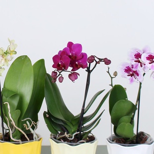 Орхідея дрібноквіткова в горшку