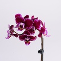 Орхидея мини в горшке