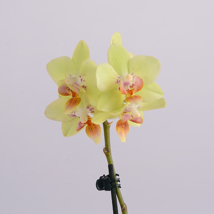 Орхидея мини в горшке