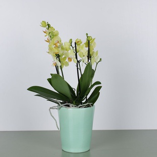 Орхидея мультифлора