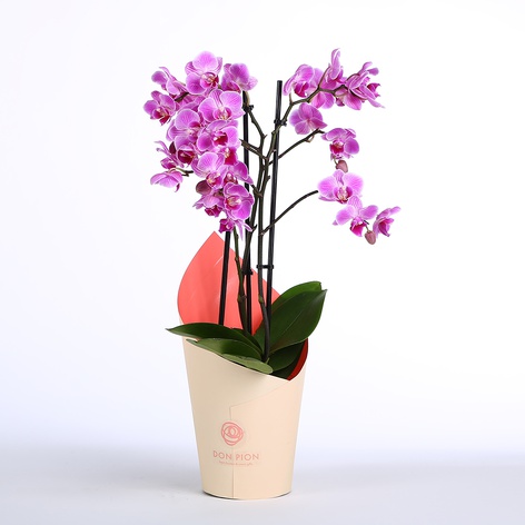Орхидея мини в горшке в подарочной упаковке
