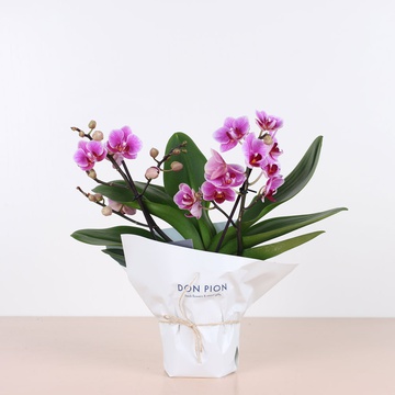 Орхидея мультифлора