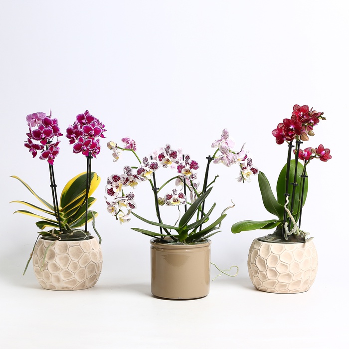 Орхидея мультифлора