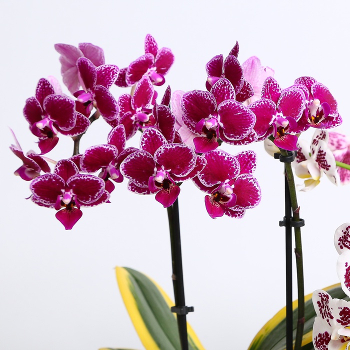 Орхидея мультифлора