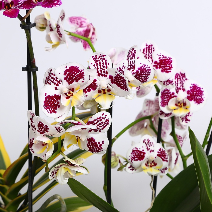 Орхидея мультифлора