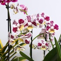 Орхидея мультифлора