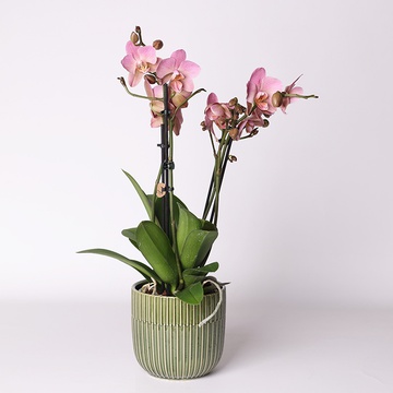 Орхидея мультифлора