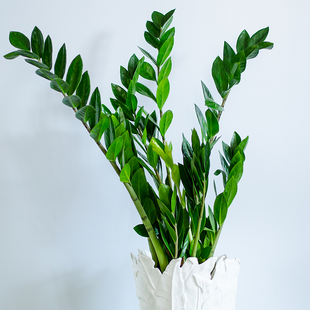 Замиокулькас в горшке, L